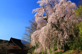 本遠寺のサクラ