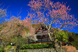 善行寺のしだれ桜
