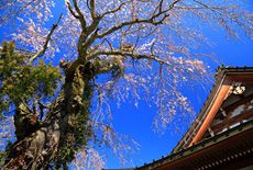 善行寺のしだれ桜
