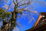 善行寺のしだれ桜
