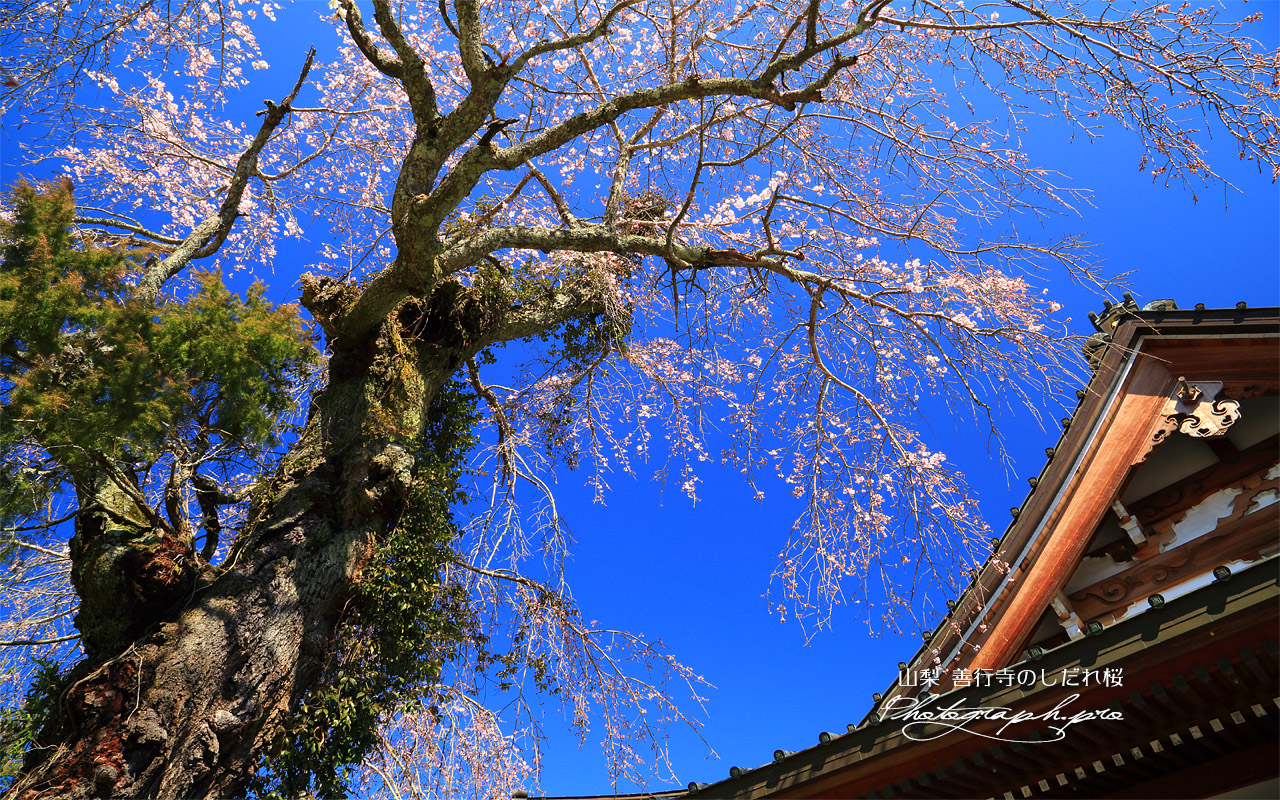 善行寺のしだれ桜 壁紙