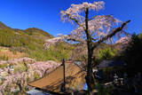 鏡円坊のサクラ