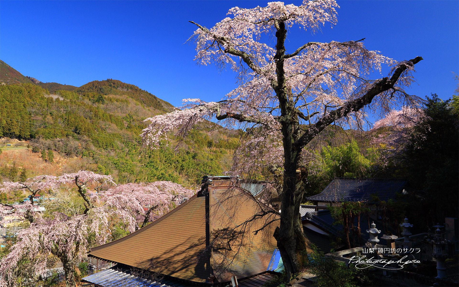 鏡円坊のサクラ