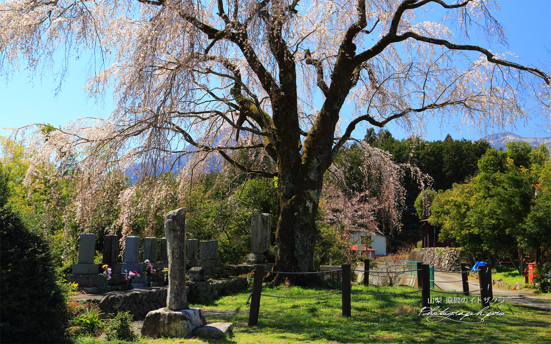 原間の糸桜