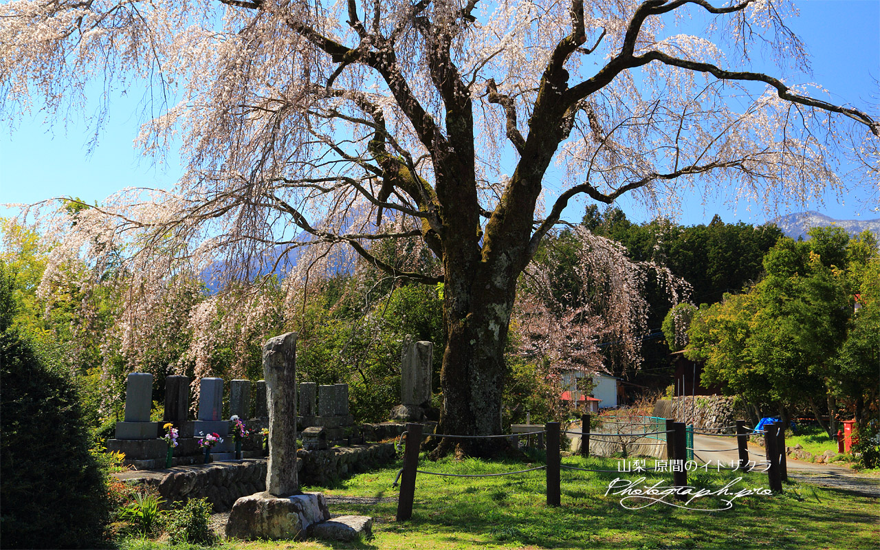 原間の糸桜 壁紙
