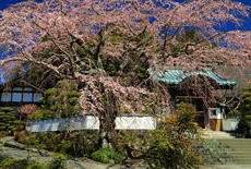 内船寺のしだれ桜