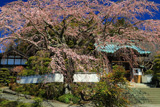 内船寺のサクラ