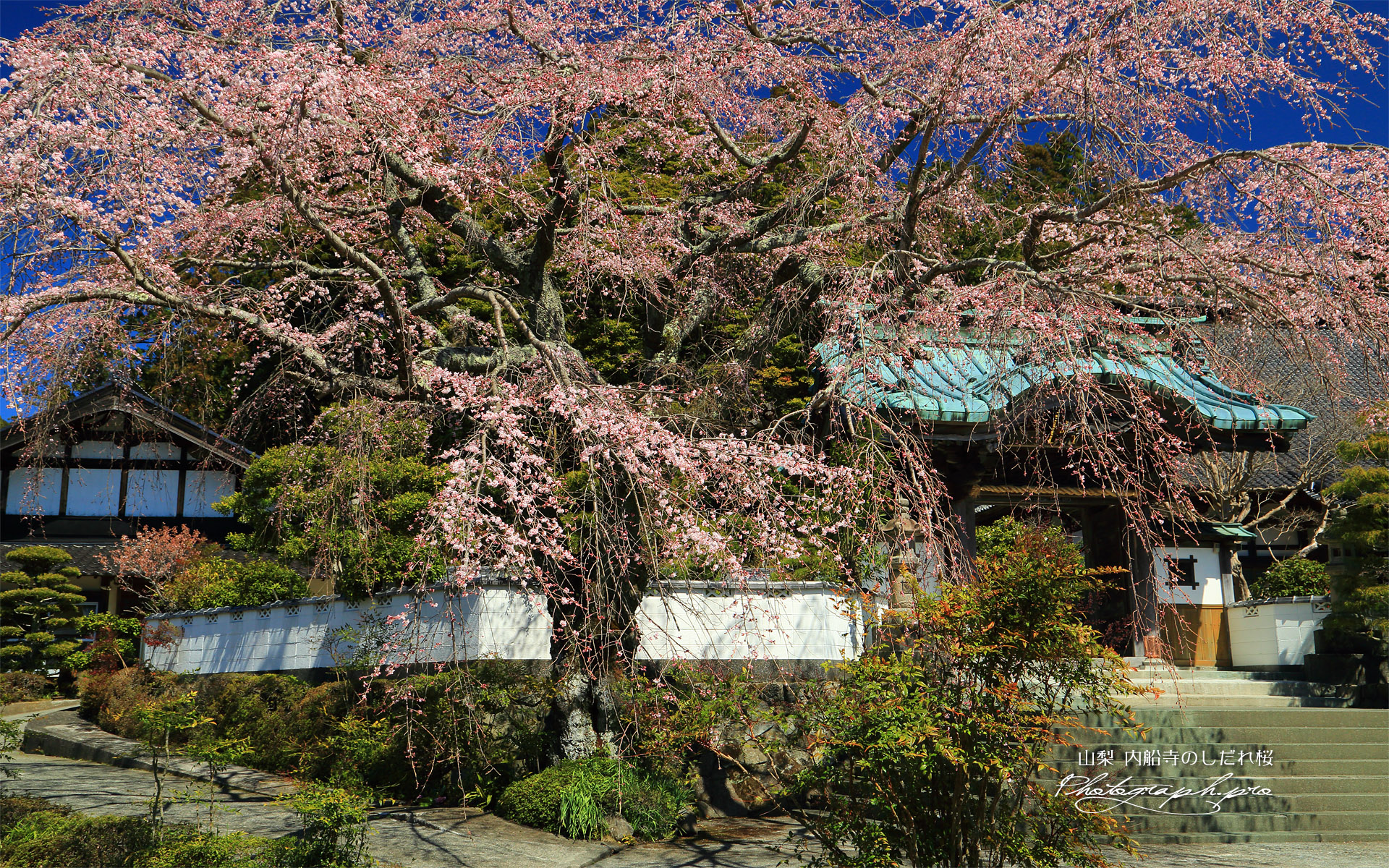 内船寺のしだれ桜