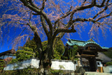 内船寺のしだれ桜