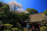 聴法寺のサクラ