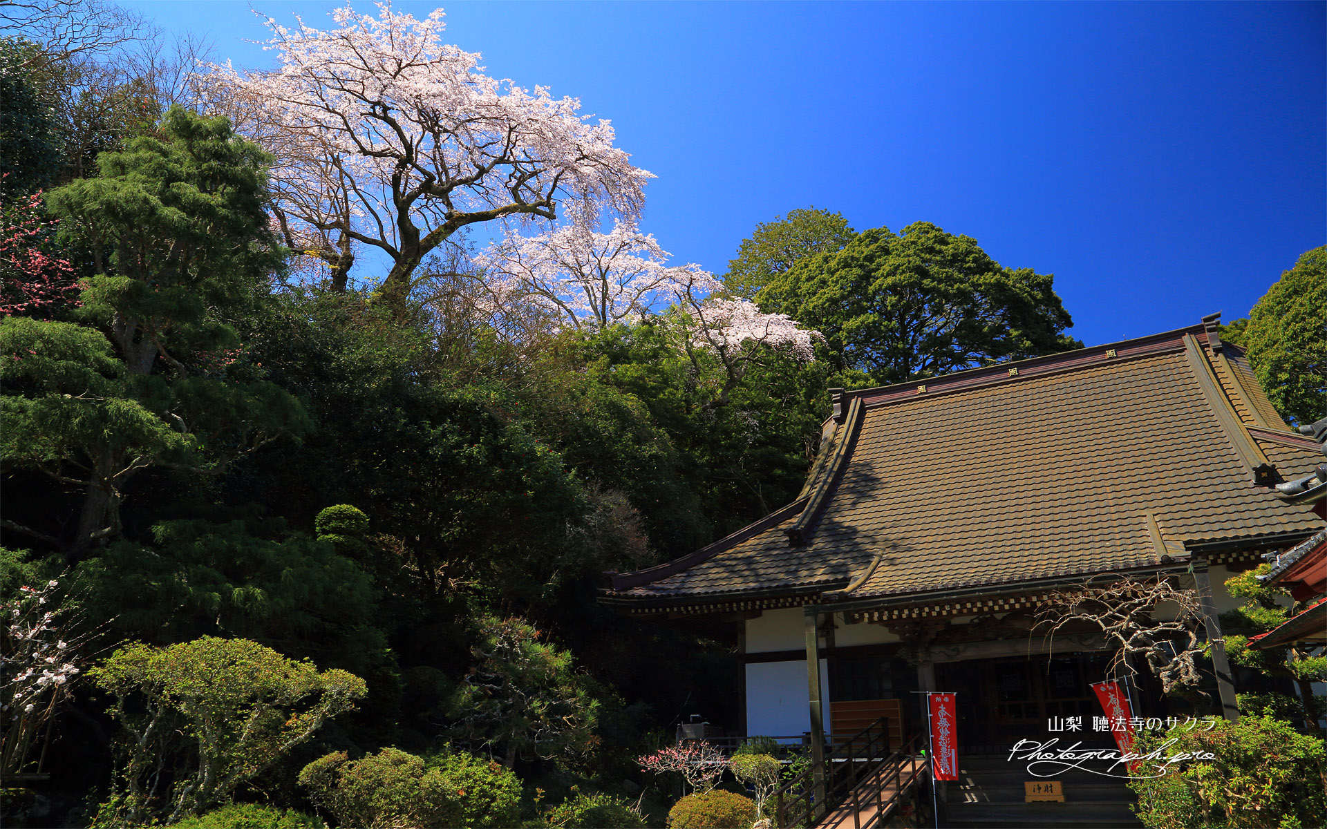 聴法寺のサクラ