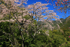 聴法寺のサクラ