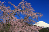 万沢小学校のサクラ