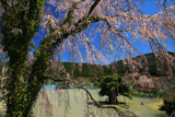 万沢小学校のサクラ
