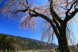 桜清水のしだれ桜