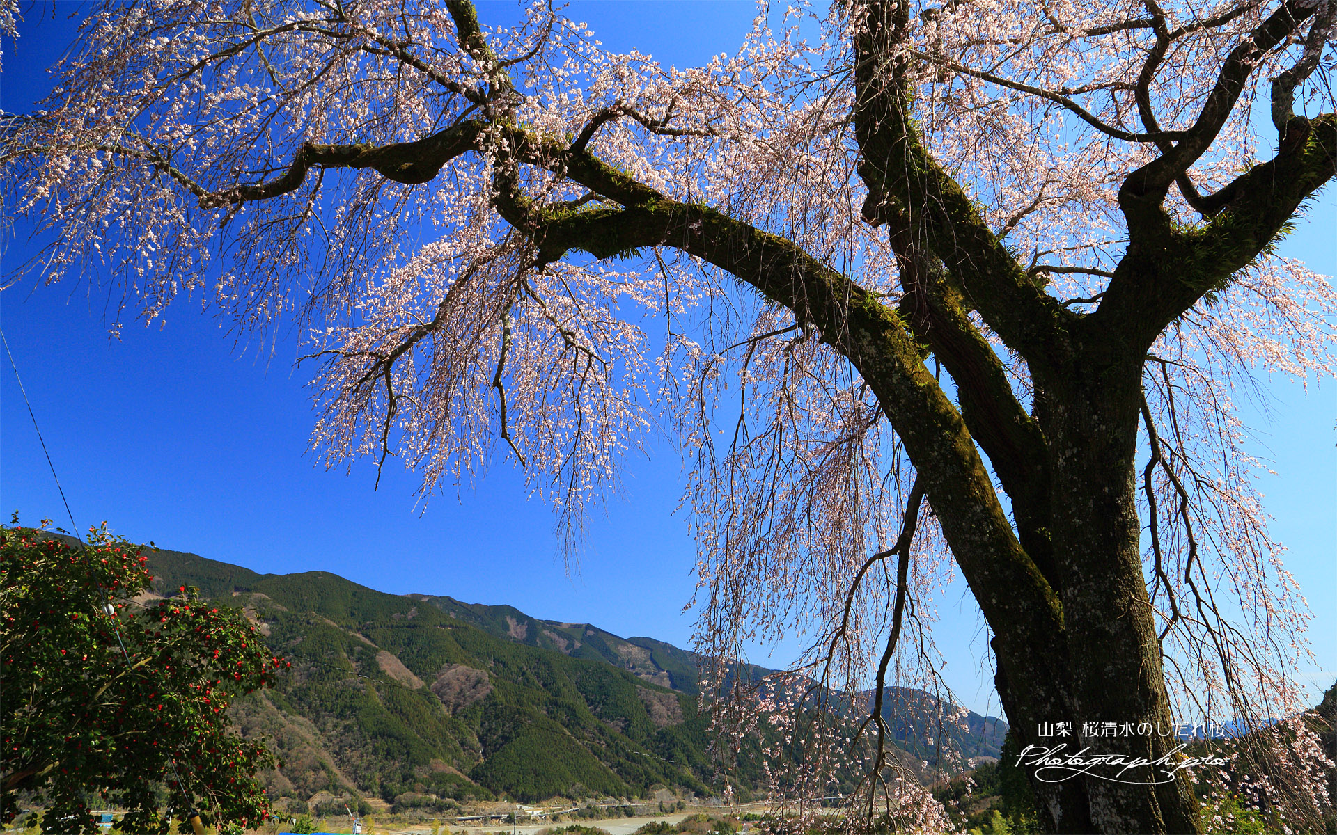 桜清水のしだれ桜