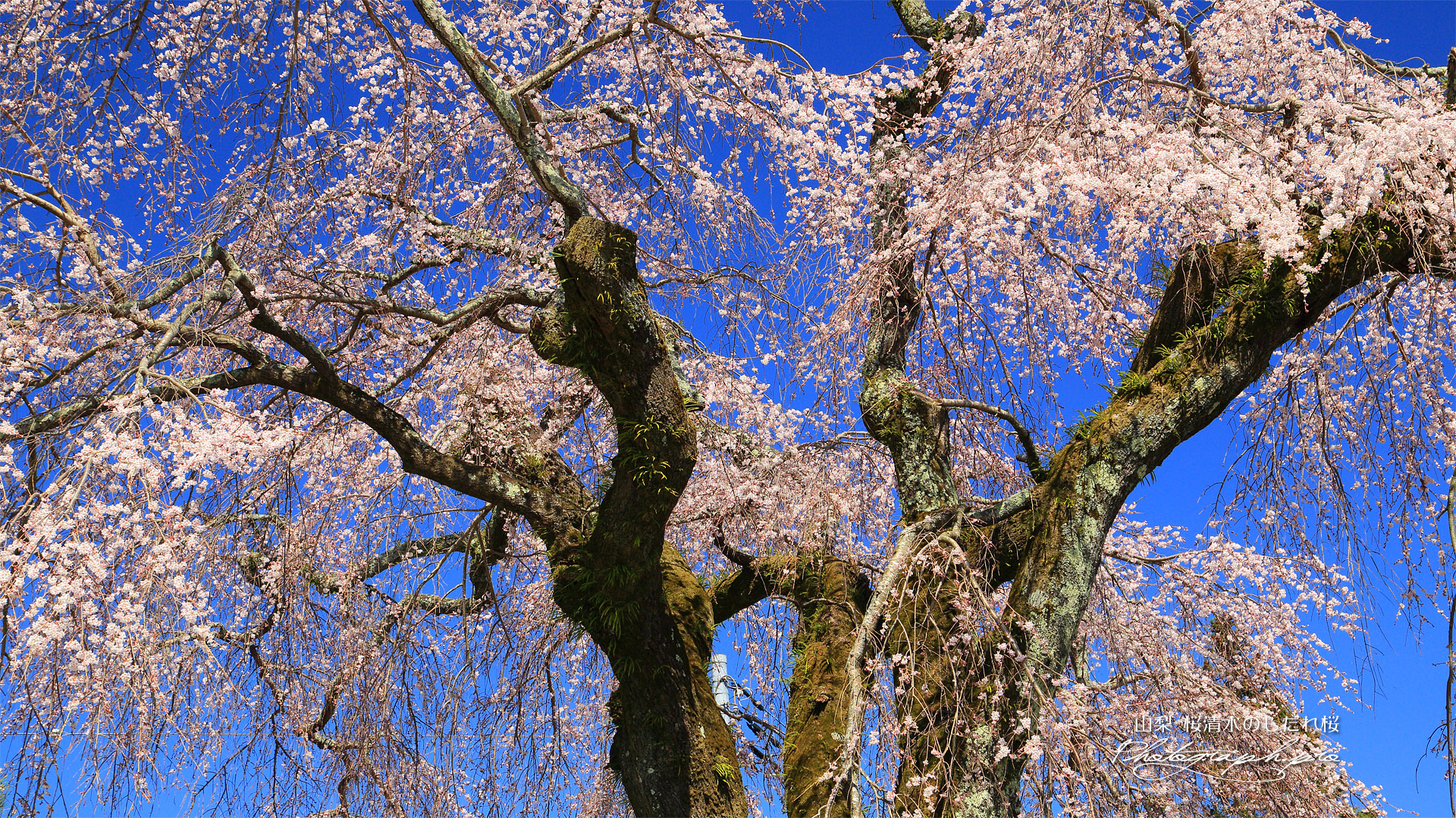 桜清水のしだれ桜