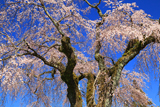 桜清水のしだれ桜