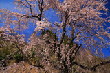 思沢のしだれ桜