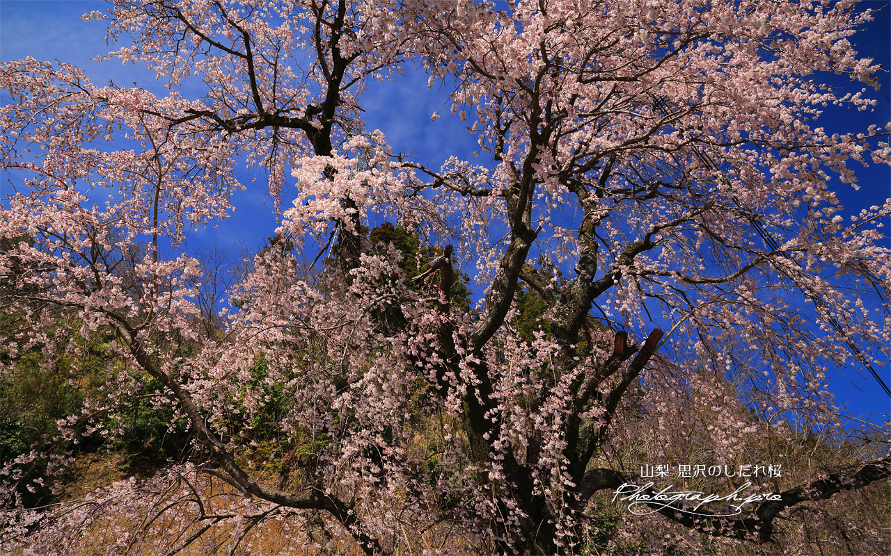 思沢のしだれ桜 壁紙