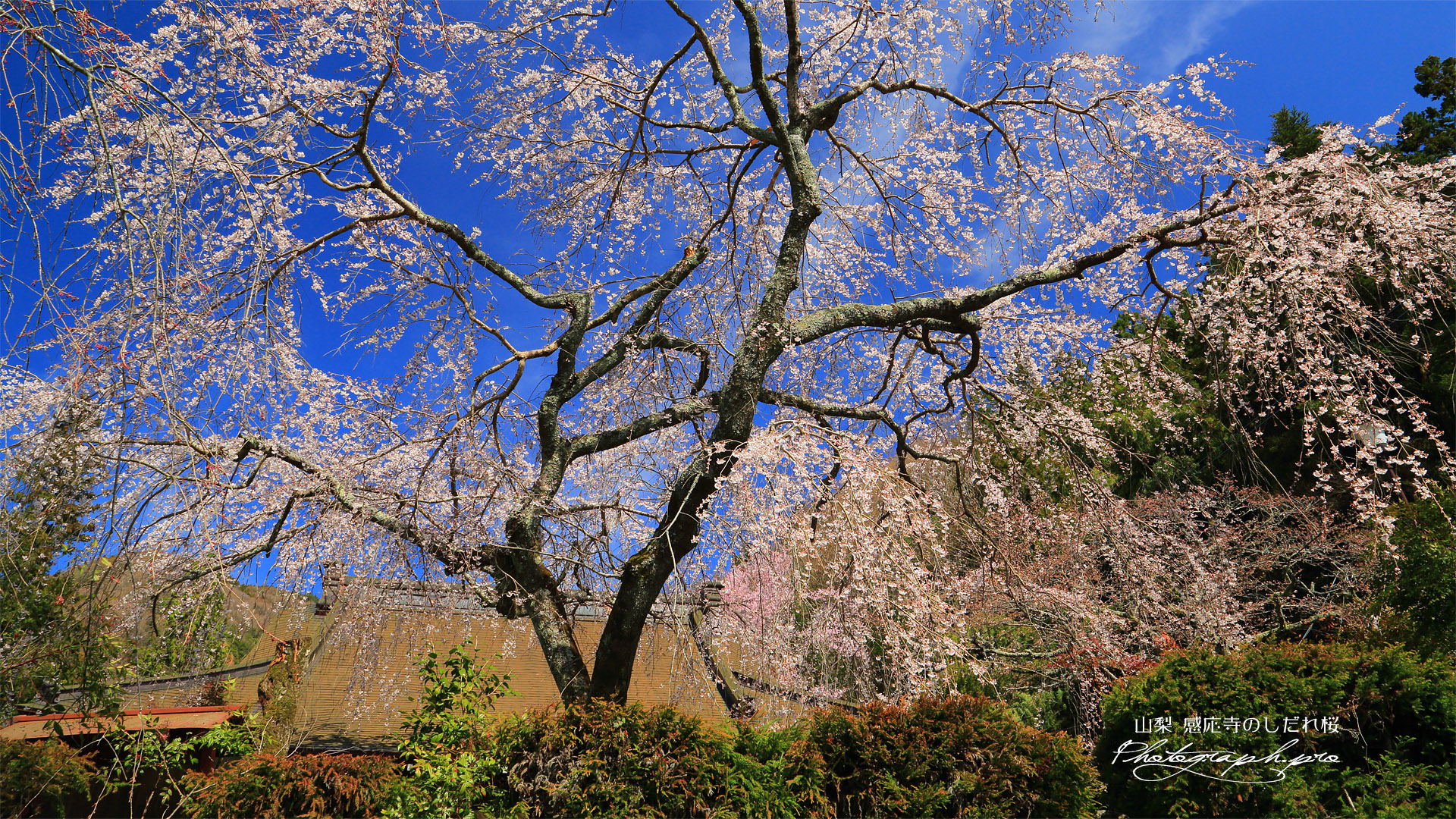 感応寺のしだれ桜