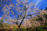 感応寺のしだれ桜