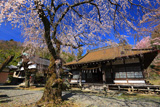 感応寺のしだれ桜