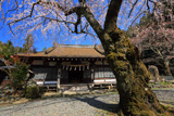 感応寺のしだれ桜