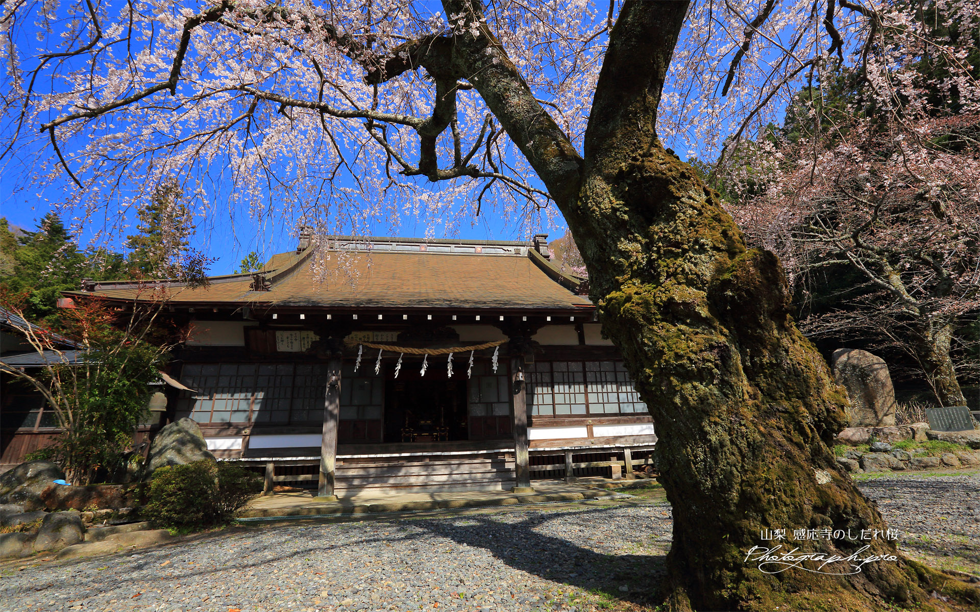 感応寺のしだれ桜