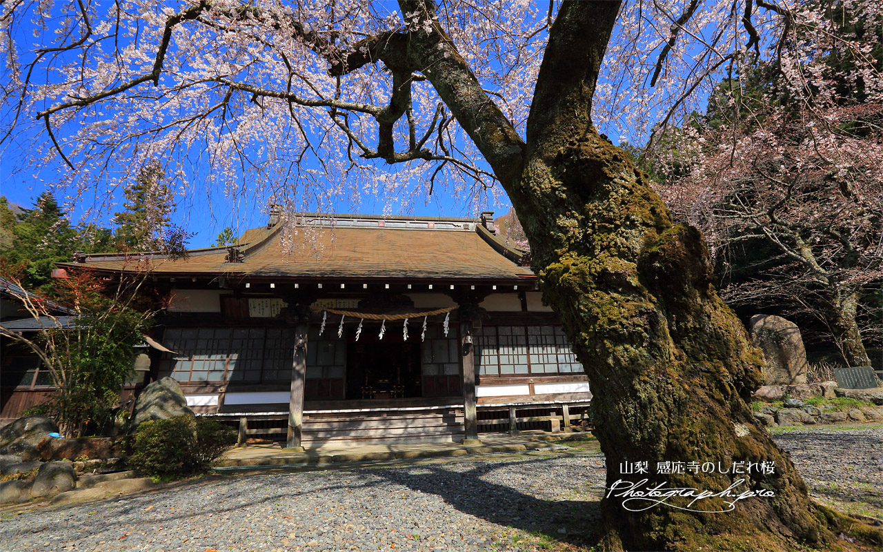 感応寺のしだれ桜 壁紙