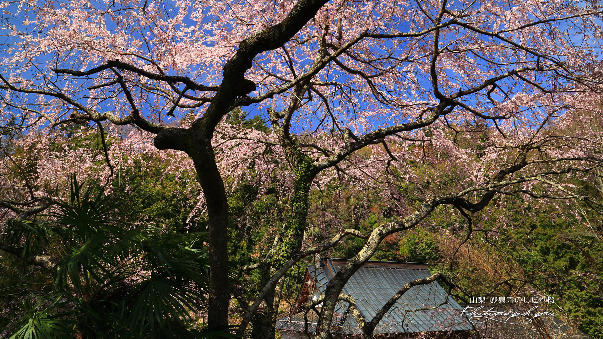 妙泉寺のしだれ桜
