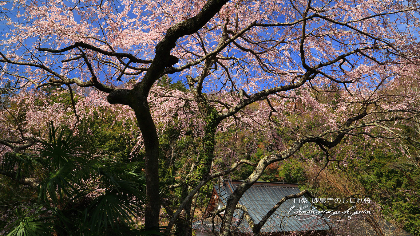 妙泉寺のしだれ桜 壁紙