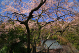 妙泉寺のしだれ桜