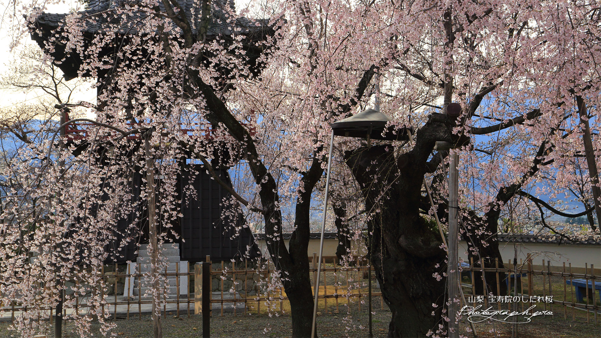 宝寿院のしだれ桜