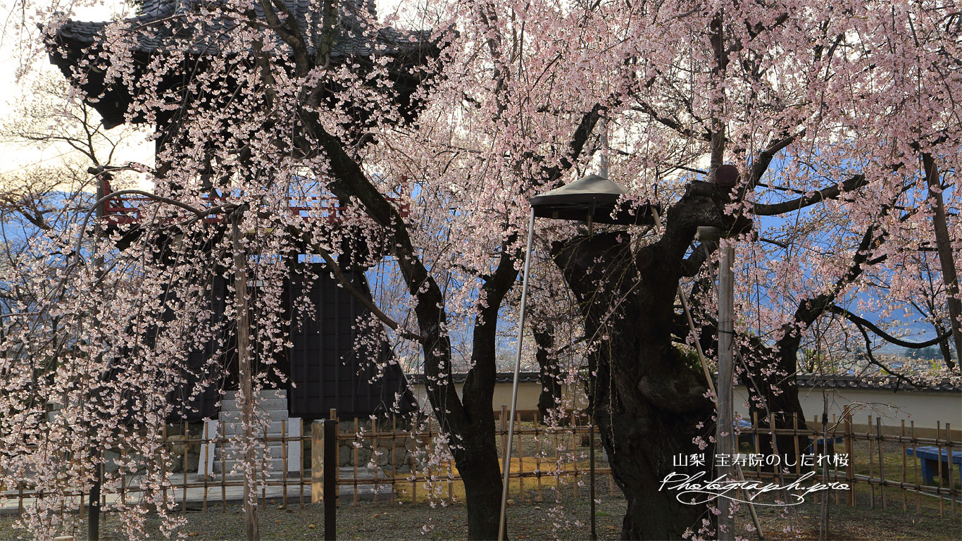 宝寿院のしだれ桜 壁紙