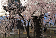 宝寿院のしだれ桜