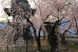 宝寿院のしだれ桜