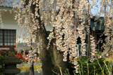 福寿桜