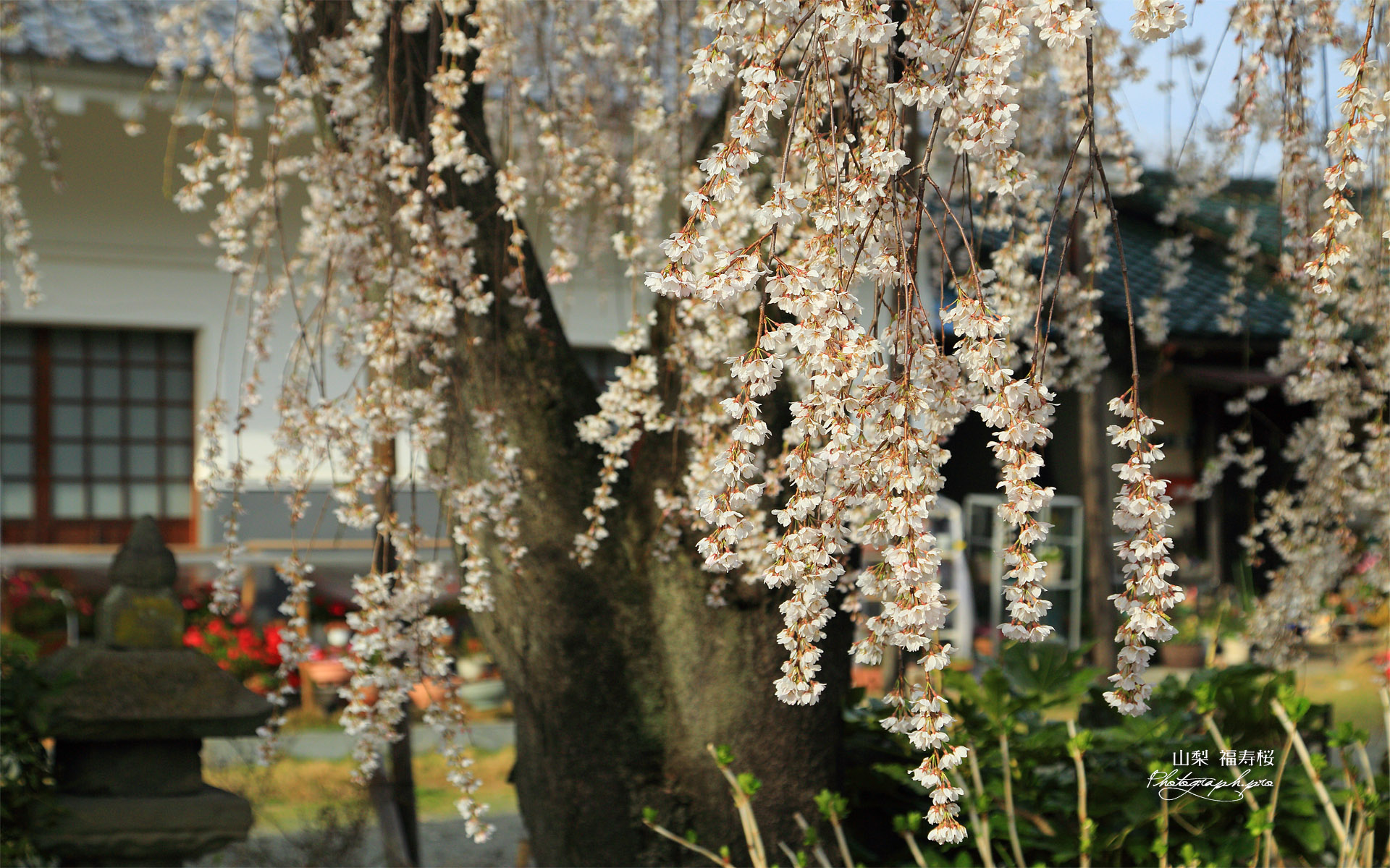 福寿桜
