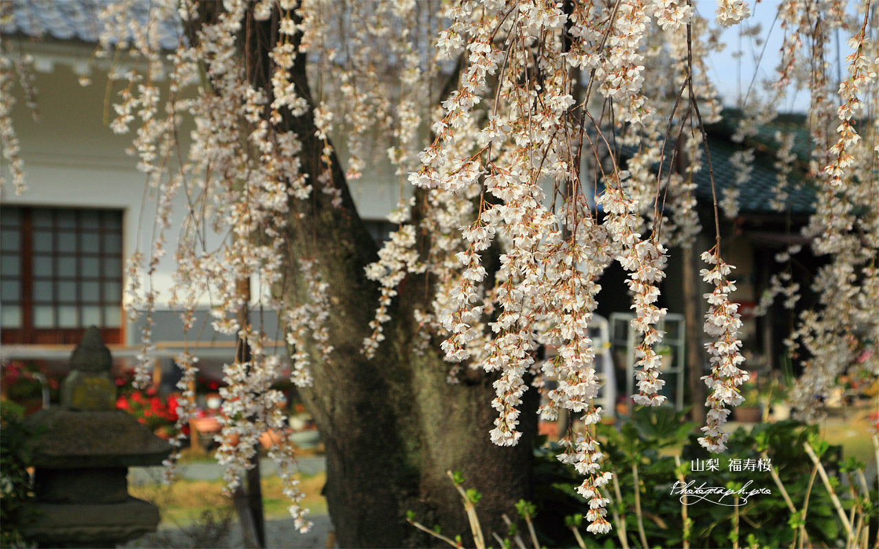 福寿桜 壁紙