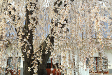 福寿桜