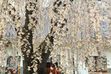 福寿桜