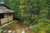 正伝永源院 茶室如庵と椿