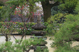正伝永源院 紅梅と石塔