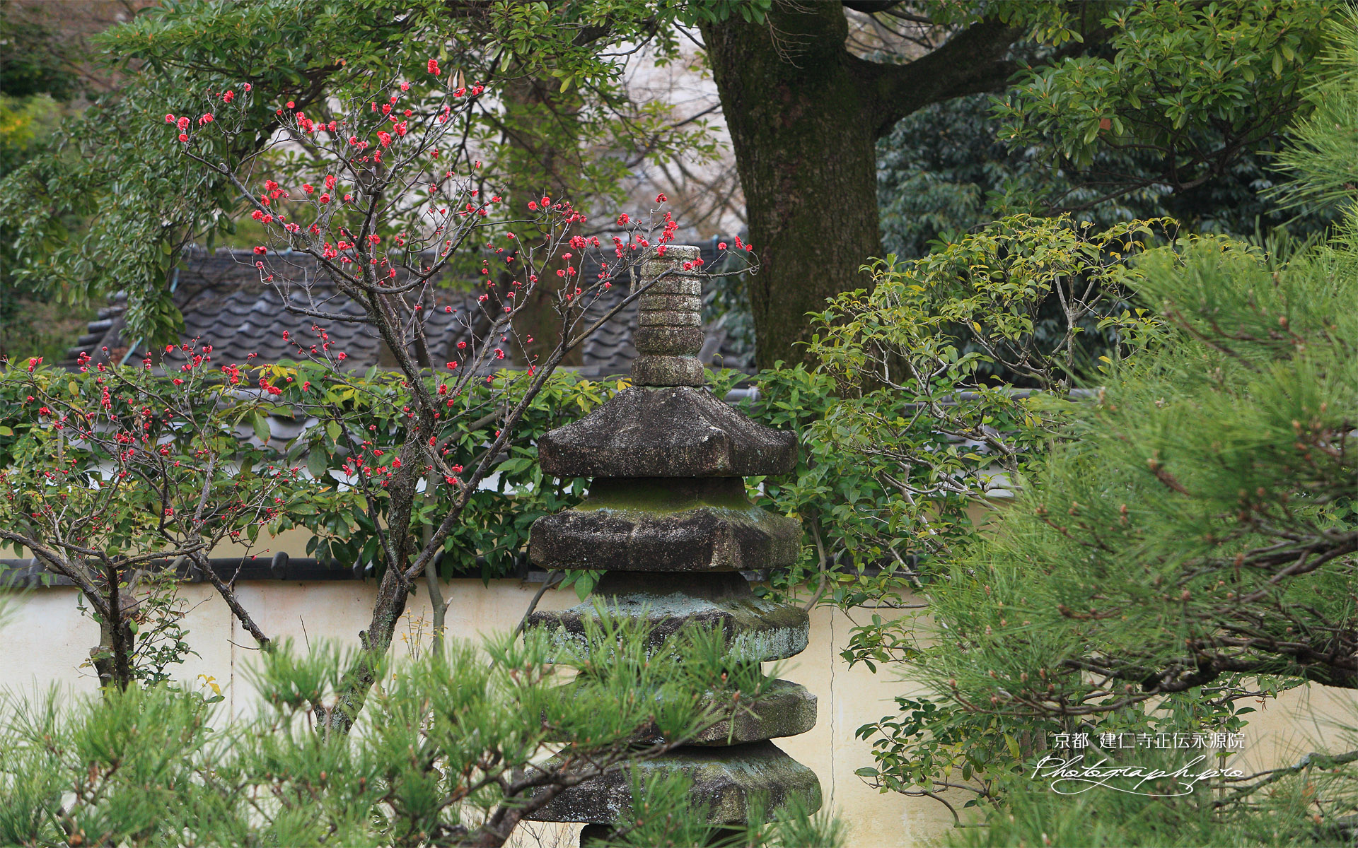 正伝永源院 紅梅と石塔