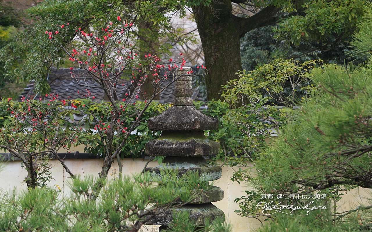 正伝永源院 紅梅と石塔 壁紙