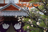 正伝永源院 白梅と庫裡