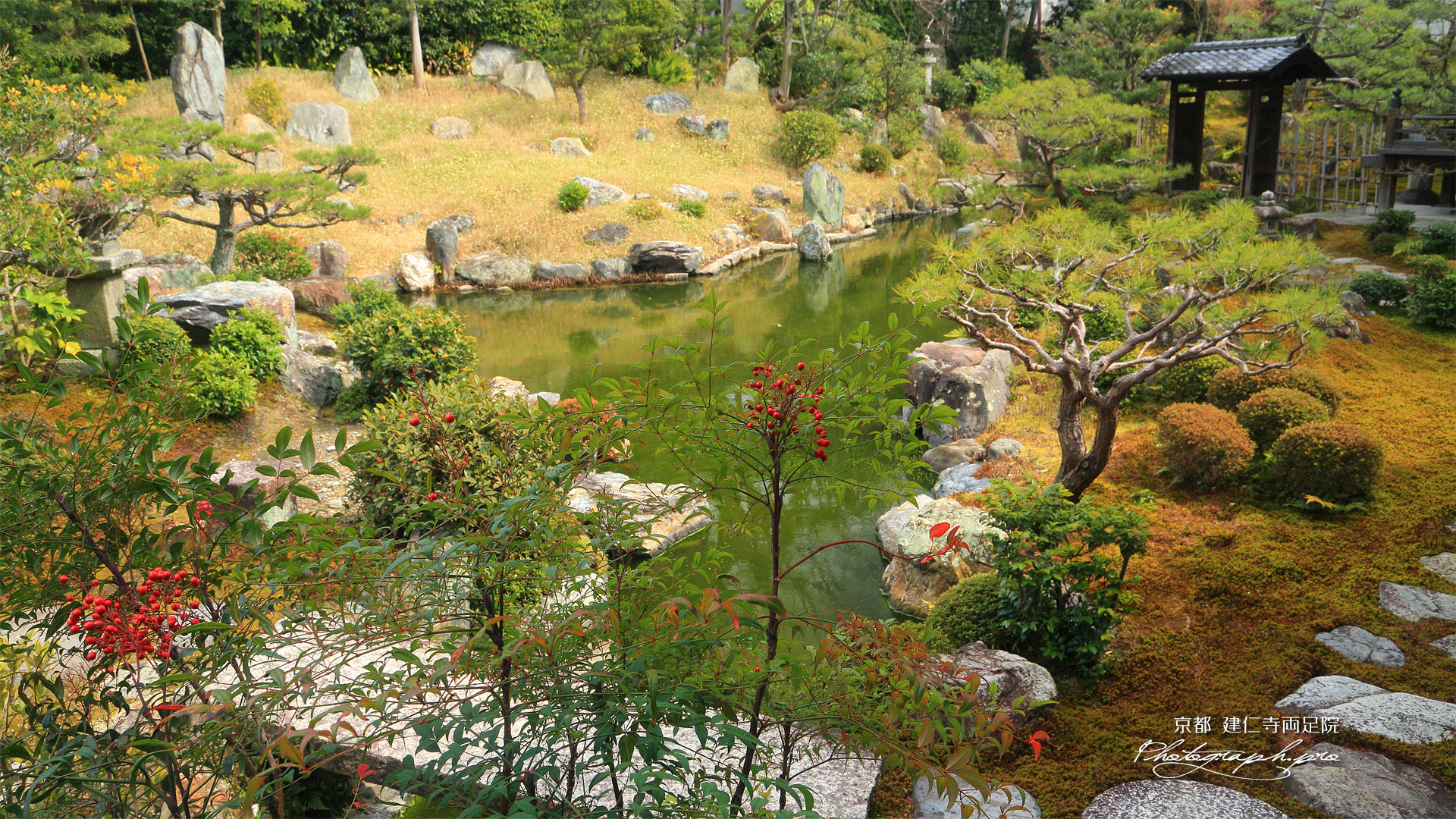 両足院 南天と書院前庭