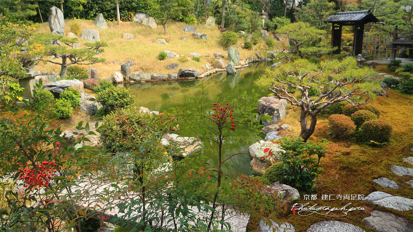 両足院 南天と書院前庭 壁紙