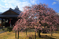 智恵光院